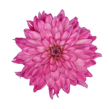 Dahlia 'Lavender' 