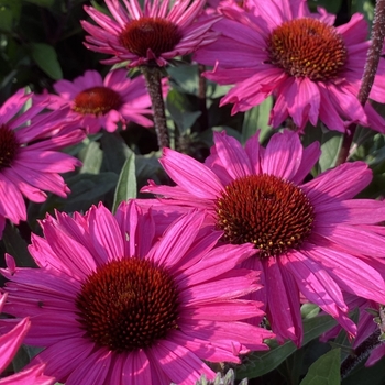 Echinacea 'Rainbow' 