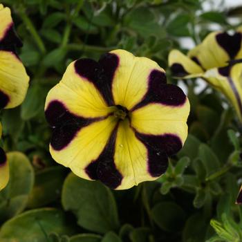 Petunia 'Ray™ Sunflower Improved' 