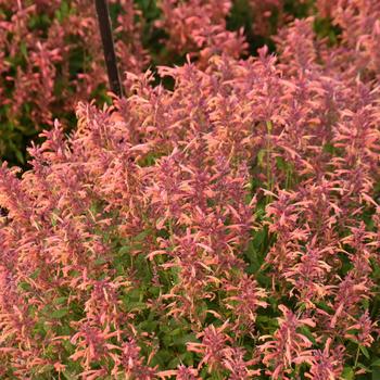 Agastache 'Guava Lava'