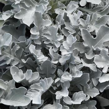 Centaurea ragusina 'Silver Swirl'