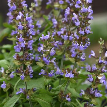 Salvia officinalis 'Silver Scent'