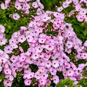 Phlox paniculata 'Fancy Girl' 