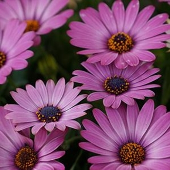 Osteospermum 'Series' 