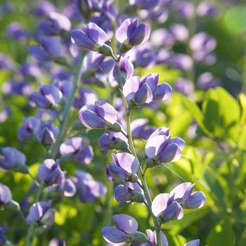 Baptisia australis var. minor