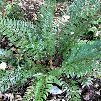 Polystichum neololbatum