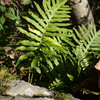 Polypodium vulgare