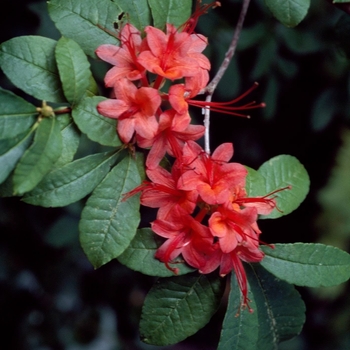 Rhododendron prunifolium