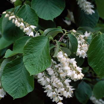 Styrax obassia