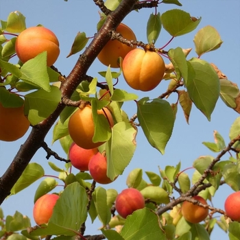 Prunus armeniaca 'Mormon' 
