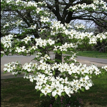 Cornus 'Rutban' 