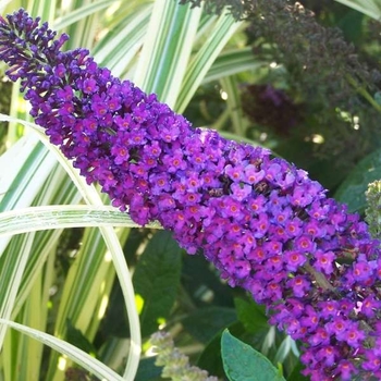 Buddleia davidii 'Guinevere' 