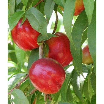 Prunus persica var. nucipersica 'Flavortop' 