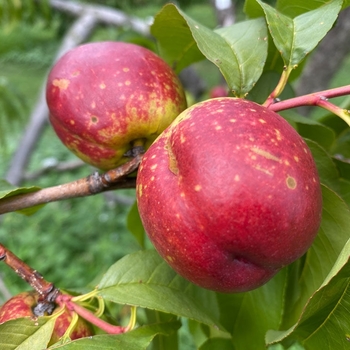 Prunus persica var. nucipersica 'Fantasia' 