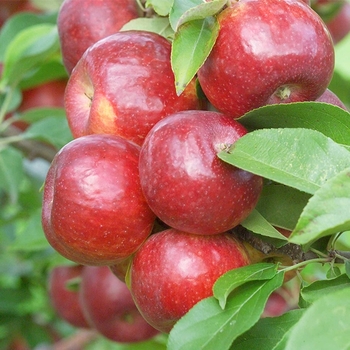 Malus domestica 'MN 447' 