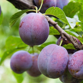 Prunus salicina 'Burbank' 