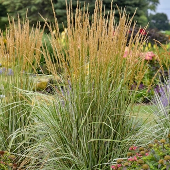 Calamagrostis acutiflora 'Hello Spring™' 