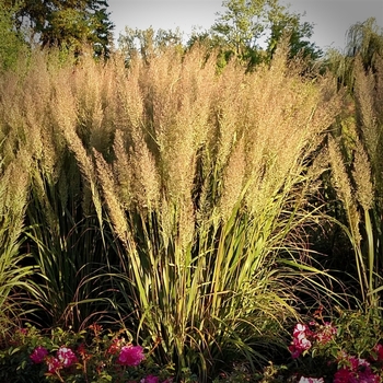 Calamagrostis arundinacea var brachytricha 'Caspian' 