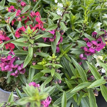 Angelonia angustifolia