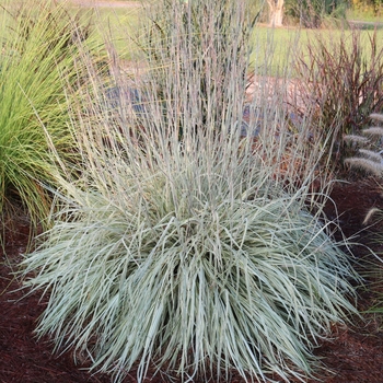 Schizachyrium scoparium 'Shining Star™' PP33433