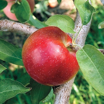 Malus domestica 'Liberty' 