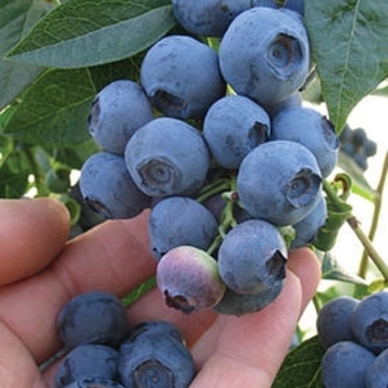 Vaccinium corymbosum 'Sweetheart' 