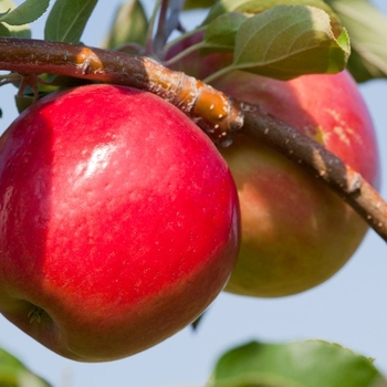 Malus 'State Fair' 