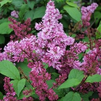 Syringa x prestoniae 'Red Wine' 