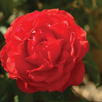 Rosa 'LIM10' 