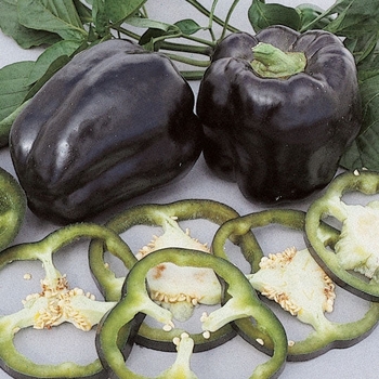 Capsicum annuum 'Purple Beauty' 