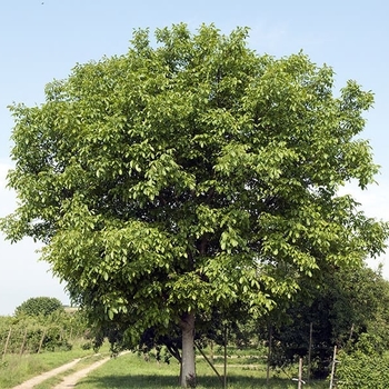 Juglans regia