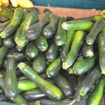 Cucurbita pepo 'Dark Green' 