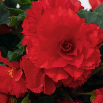 Begonia x tuberhybrida 'Joy Red' 