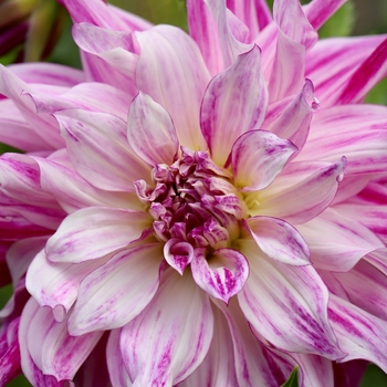 Dahlia 'Aztec™ Paraiso®' 