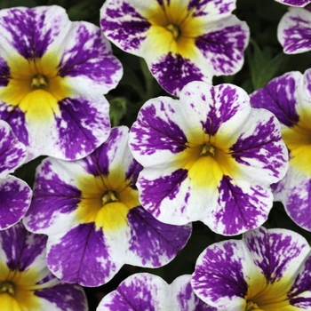 Calibrachoa 'Candy Shop Candy Crush' 