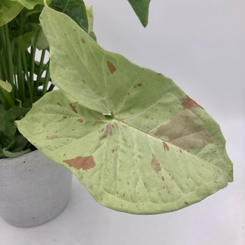 Syngonium 'Milk Confetti' 