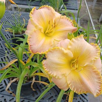 Hemerocallis 'Jekyll Island' 