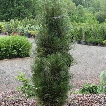 Pinus nigra 'Arnold Sentinel' 