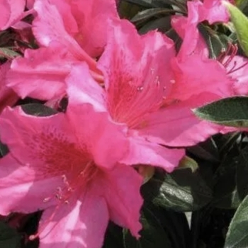 Rhododendron Southern Indica hybrid 'Judge Solomon' 