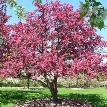 Malus 'Radiant' 