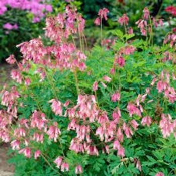 Dicentra formosa 'Aurora' 