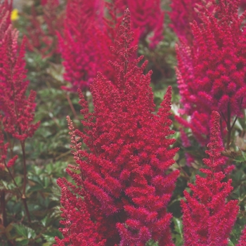 Astilbe chinensis 'Lowlands Ruby Red' 