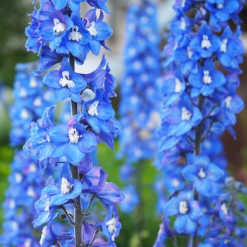 Delphinium elatum 'Blue Bird' 