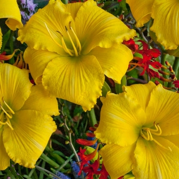 Hemerocallis 'Alpha Centauri' 