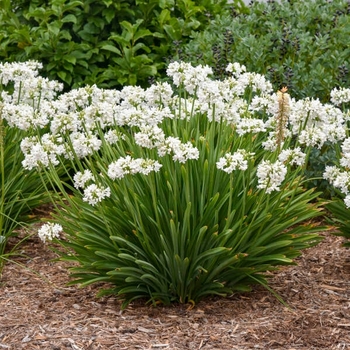 Agapanthus 'Galaxy Blue' PP31421
