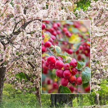Malus 'Jewelcole' 