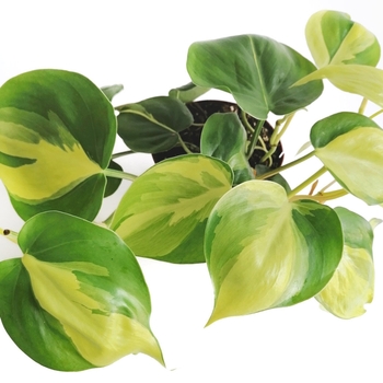 Philodendron hederaceum 'Brasil' 