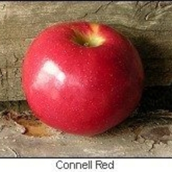 Malus 'Connell Red' 