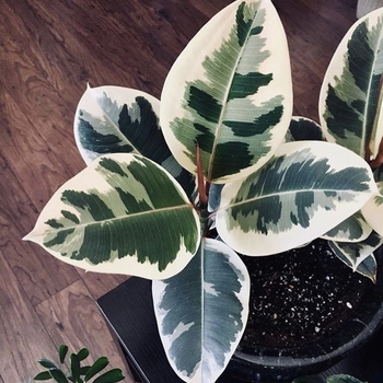 Ficus elastica 'Tineke' 