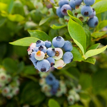 Vaccinium corymbosum 'Superior' 